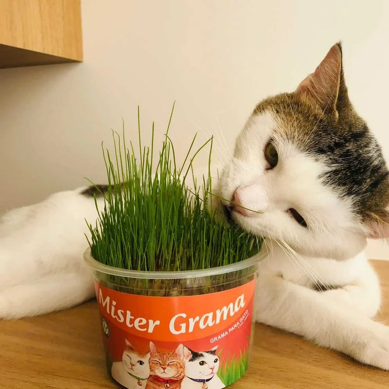 Graminha para gatos