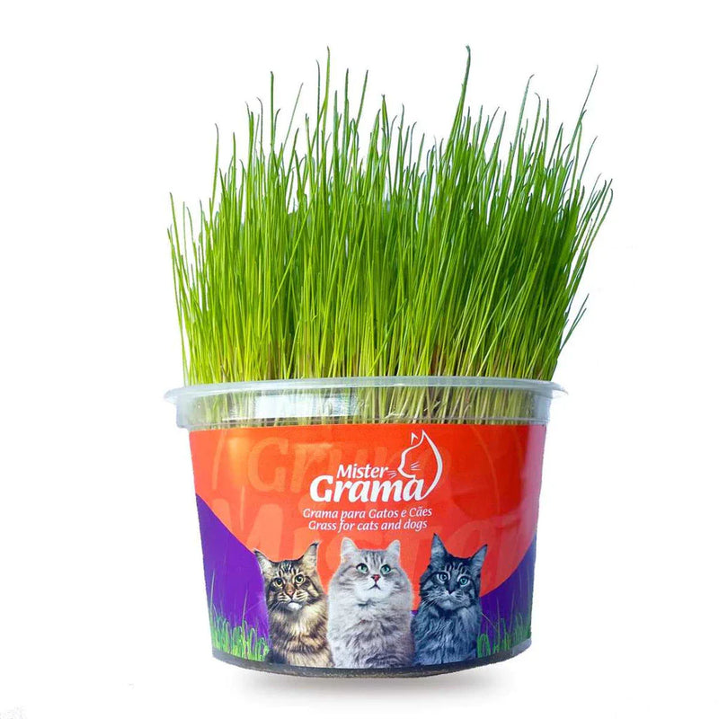 Graminha para gatos